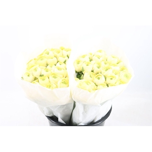 Ran Cloni Ex Commedia