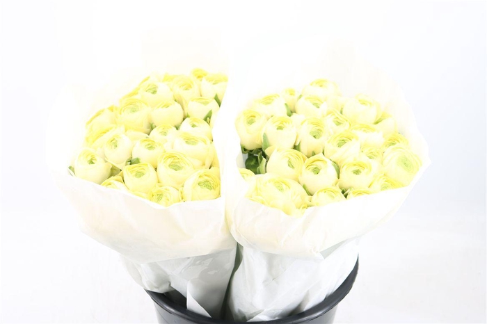 <h4>Ran Cloni Ex Commedia</h4>