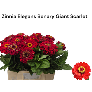ZINNIA ELEGANS