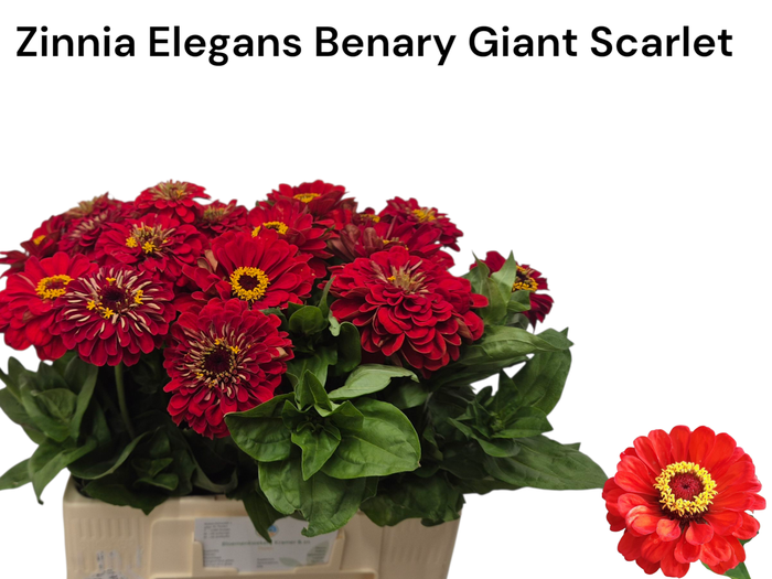 <h4>ZINNIA ELEGANS</h4>