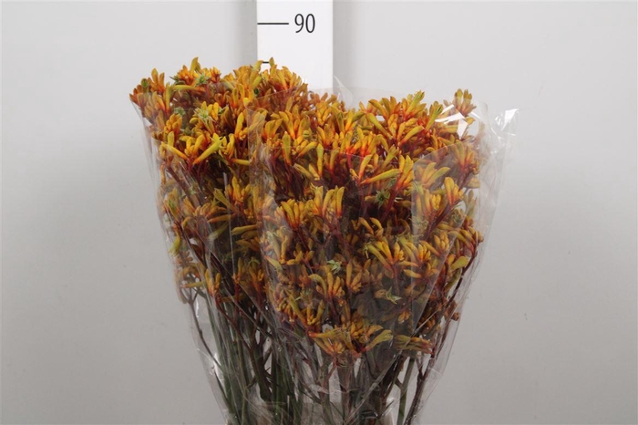 <h4>Anigoz Gold Fever</h4>