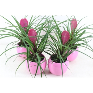 arr3 ZS - Till. anita bolpot roze