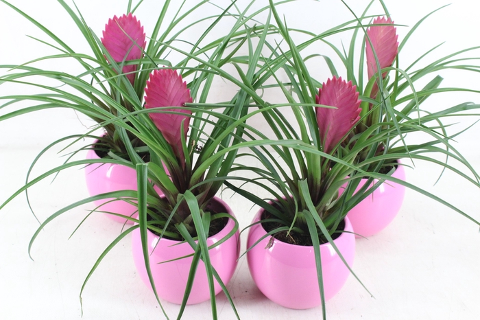 <h4>arr3 ZS - Till. anita bolpot roze</h4>