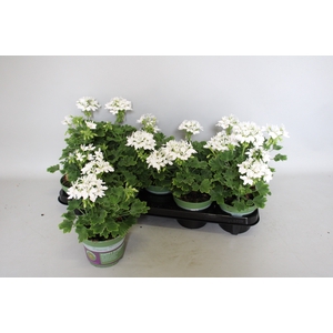 Pelargonium zonale Exotica Starry White