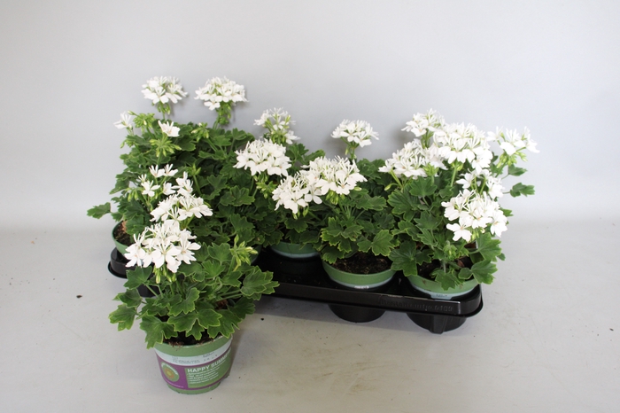 <h4>Pelargonium zonale Exotica Starry White</h4>