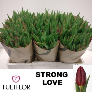 TU EN STRONG LOVE