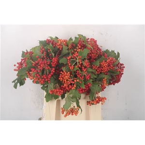 Viburnum Op Compactum 3+