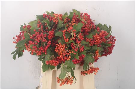 <h4>Viburnum Op Compactum 3+</h4>