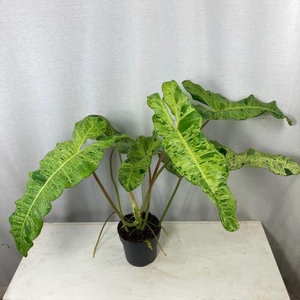 Philodendron Paraiso Varde Variagata 17Ø 65cm