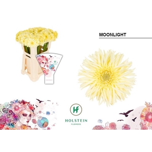 GERMINI MOONLIGHT GE MS GERSPIDER M