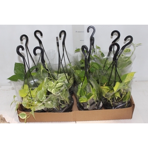 PLANTA PENDENTE VARIADO C13