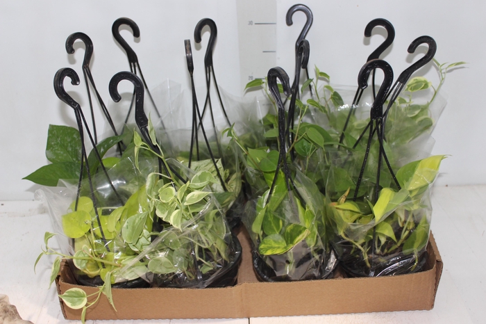 <h4>PLANTA PENDENTE VARIADO C13</h4>