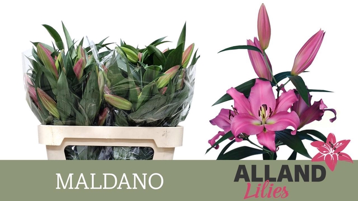 <h4>LI OT MALDANO</h4>