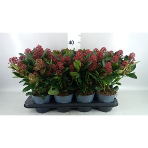 Skimmia jap. 'Rubella'
