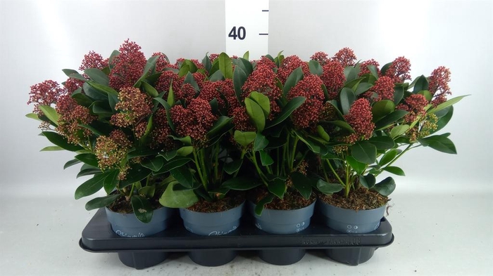 <h4>Skimmia jap. 'Rubella'</h4>