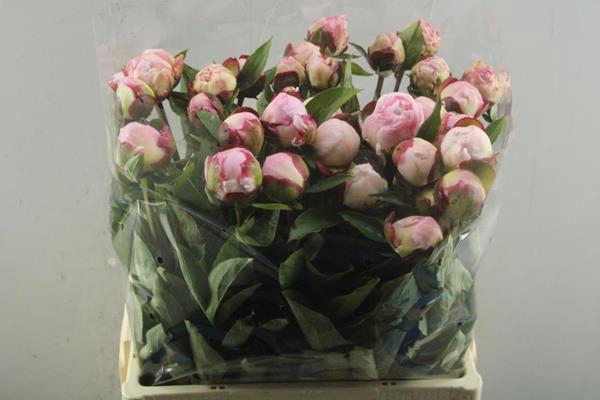 <h4>Paeo L Gardenia (rose/wit)x30</h4>
