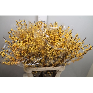 Ilex Ve Golden Verboom