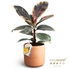 FICUS ELASTICA P12 BELIZE RAW TERRA