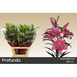 LI OT PROFUNDO