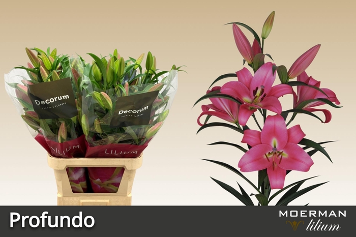 <h4>LI OT PROFUNDO EX</h4>