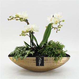 Arrangementen Phalaenopsis mt H%