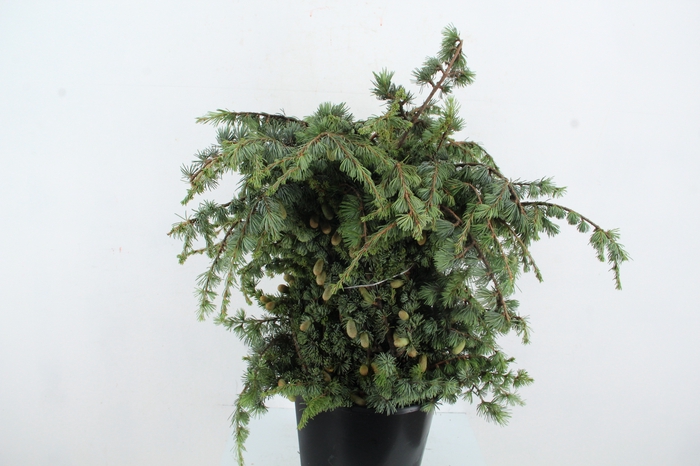 <h4>CEDER 400GR</h4>