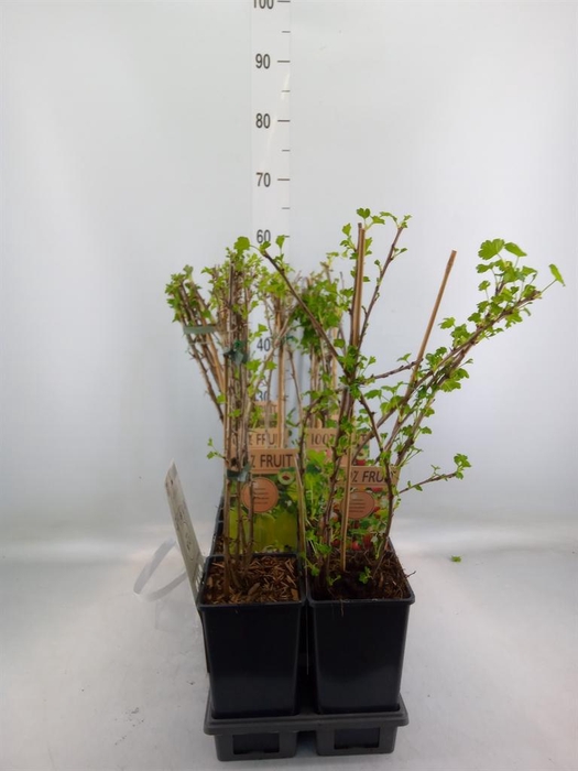 <h4>Ribes   ...</h4>