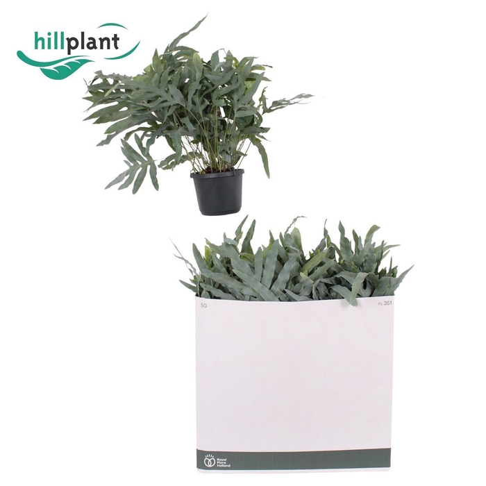 <h4>Phlebodium aureum 'Blue Star'</h4>