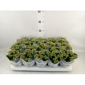 Kalanchoe  'MoreFlow Augusta'