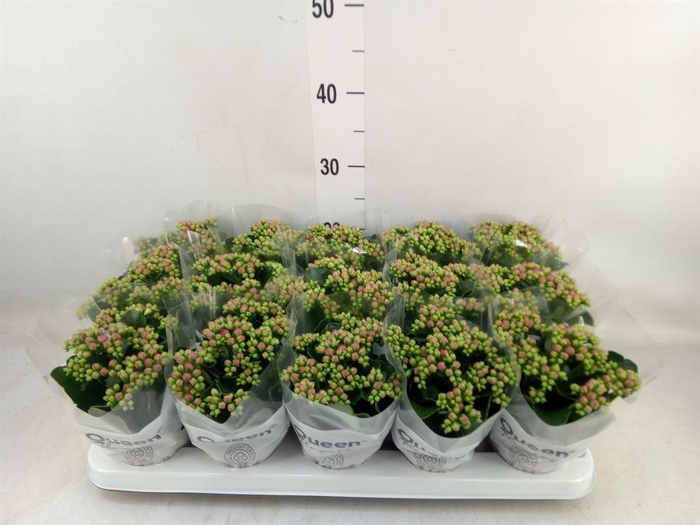<h4>Kalanchoe  'MoreFlow Augusta'</h4>