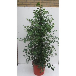 Ficus deltoidea
