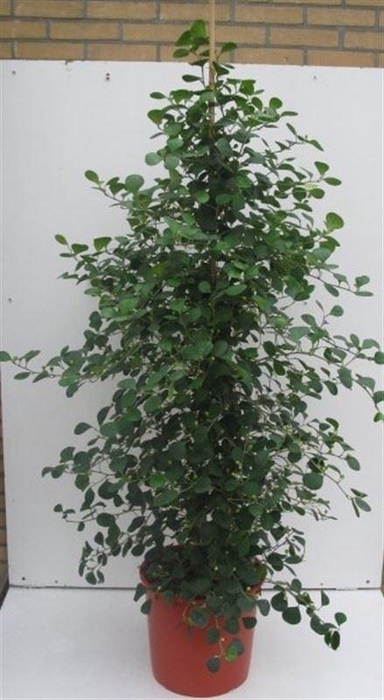 <h4>Ficus deltoidea</h4>