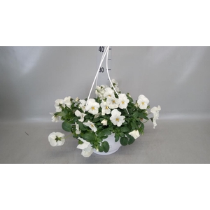 Viola wr. 'Cool Wave White'