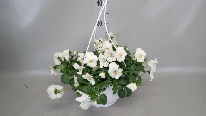 <h4>Viola wr. 'Cool Wave White'</h4>