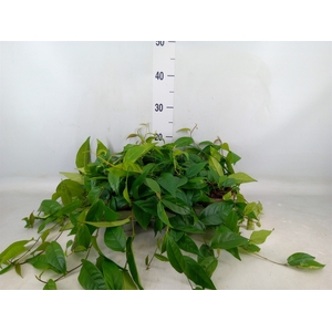 Ficus sagittata