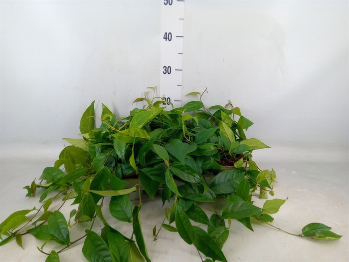 <h4>Ficus sagittata</h4>