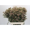 Leucadendron Ayoba Star Pearl
