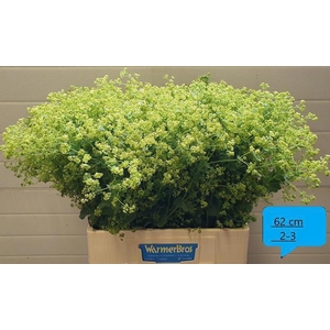 Alchem M Robustica