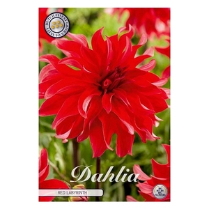 Dahlia Red Labyrinth x1 l