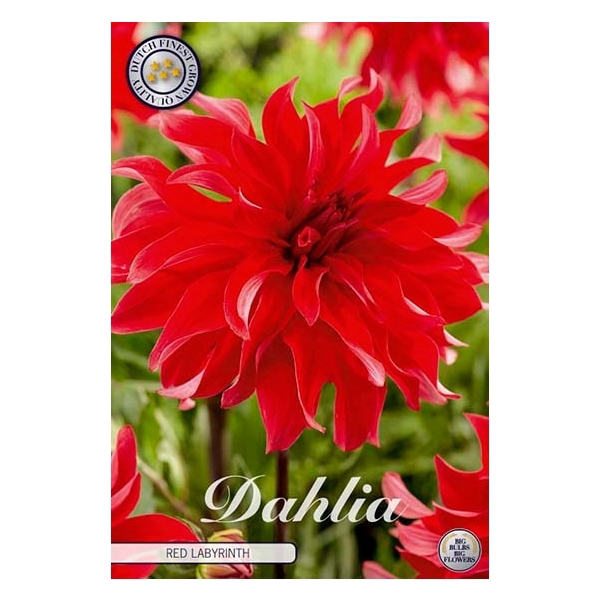 <h4>Dahlia Red Labyrinth x1 l</h4>