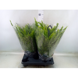 Nephrolepis exal. 'Green Lady'