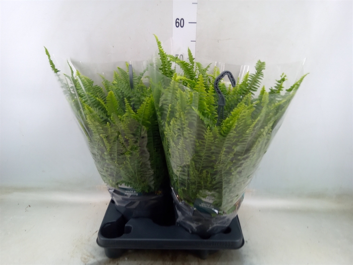 <h4>Nephrolepis exal. 'Green Lady'</h4>
