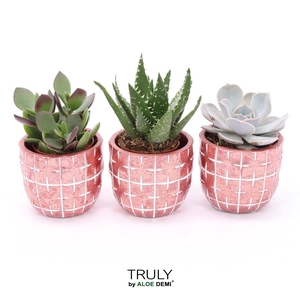 TRULY Succulent, Disco Mosaic Red