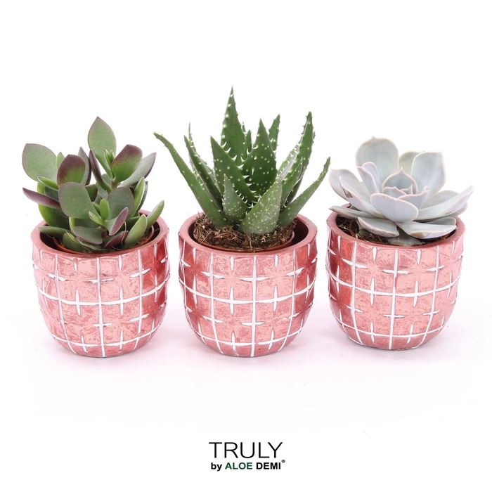 <h4>TRULY Succulent, Disco Mosaic Red</h4>
