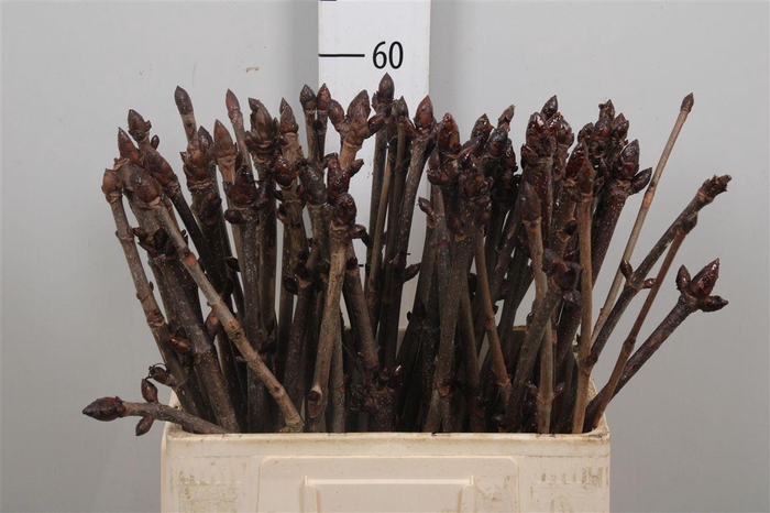 <h4>Aesculus Hippoc Tak</h4>