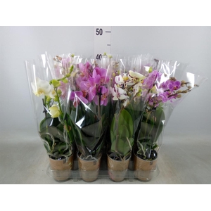 Phalaenopsis multi.   ...