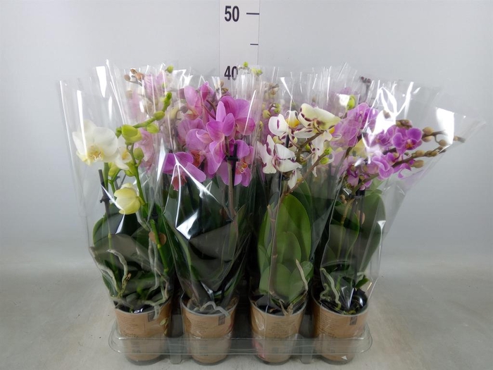 <h4>Phalaenopsis multi. ...</h4>