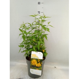 Kerria japonica 'Pleniflora'