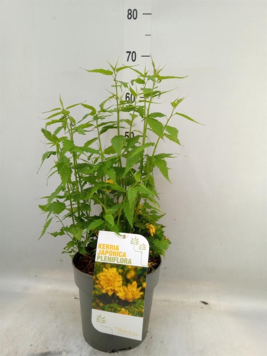 <h4>Kerria japonica 'Pleniflora'</h4>