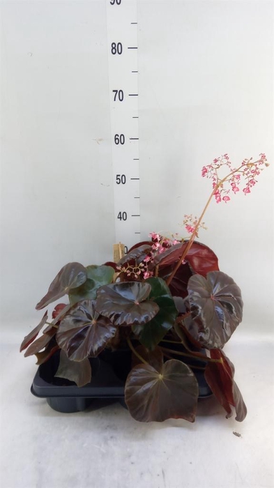 <h4>Begonia BD   ...</h4>